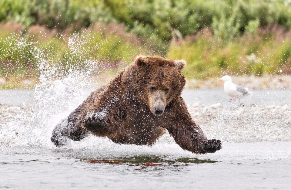 bears-for-all:  a-pure-and-wholesome-bear:   fridaybear:  Bustin’ into your F R