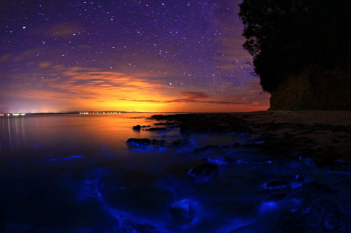 nubbsgalore:the bioluminescent noctiluca scintillans — an algae known otherwise as sea sparkle