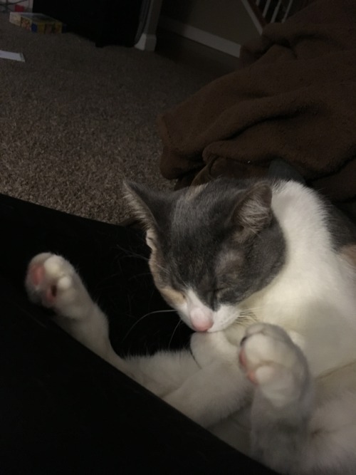 unflatteringcatselfies:my lil sister’s baby, millie. she’s a precious stub-tail softie who loves cud