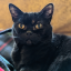 scardy-cat-gothic