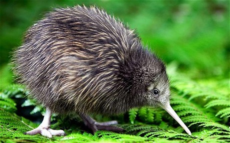 rasec-wizzlbang:dimetrodone:Long beaked echidnas are just Kiwi griffinswhat do you mean ‘just’Don&rs