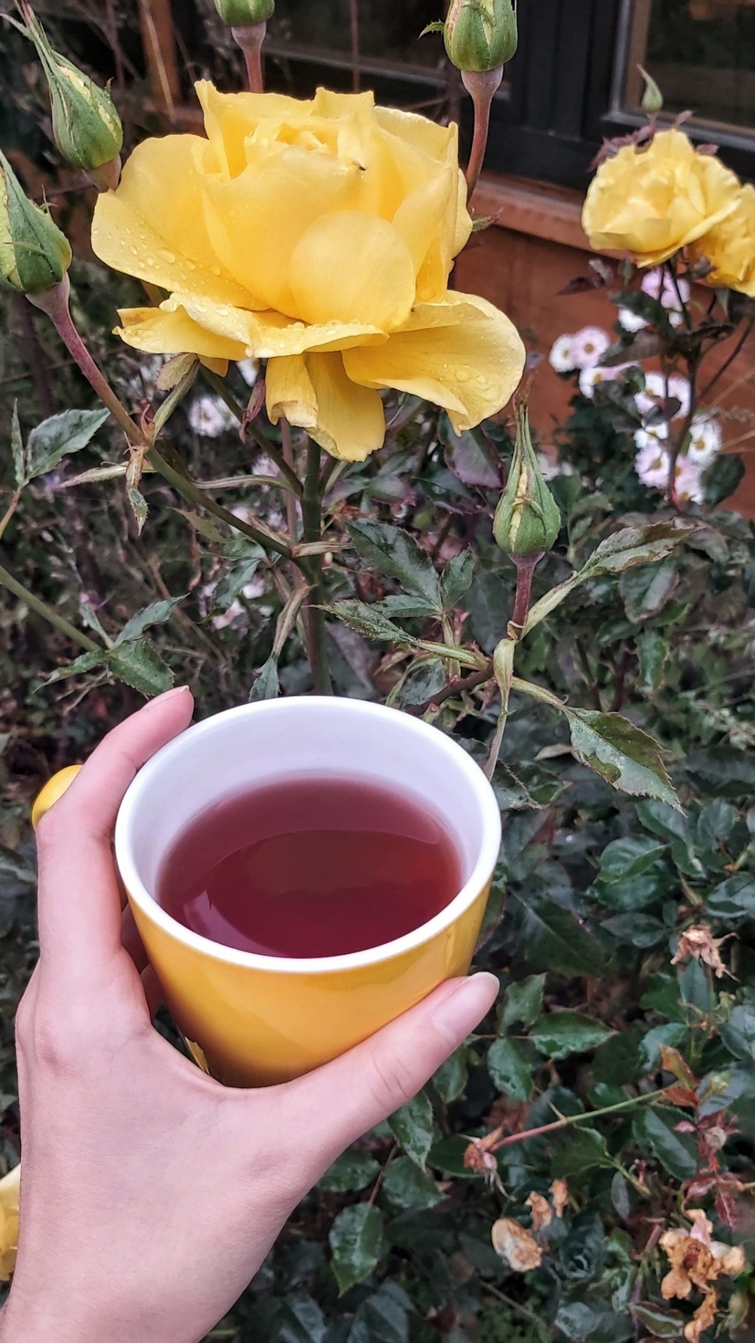 thestateofspirit:There’s a yellow rose in my garden 💛