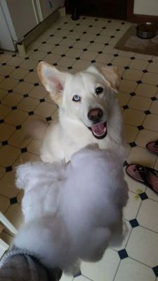 finofilipino:   Este perro es mitad husky