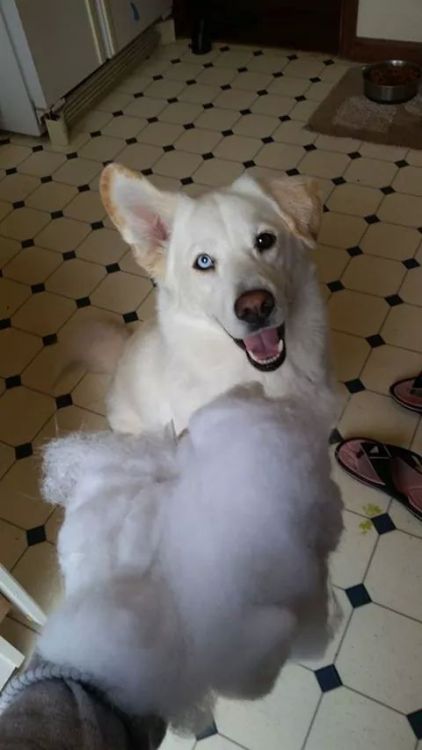 finofilipino:   Este perro es mitad husky adult photos