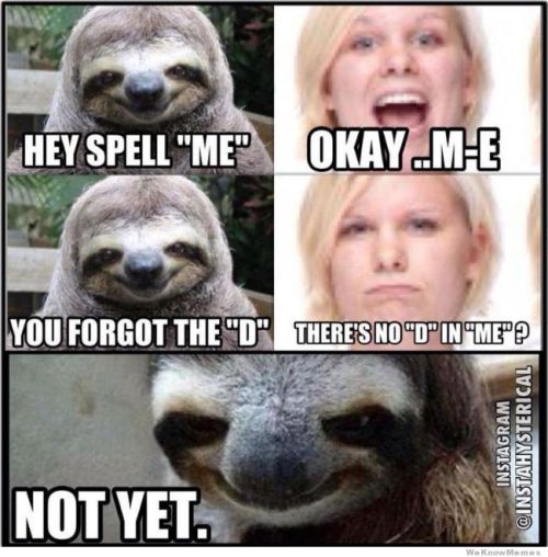 sloth meme