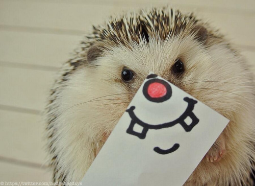 mr-mrs-insatiable:  tastefullyoffensive:  The Many Expressions of Marutaro the Hedgehog [via]  Umm. Omg.Yes! Hello, adorable!  and then i run into this XD