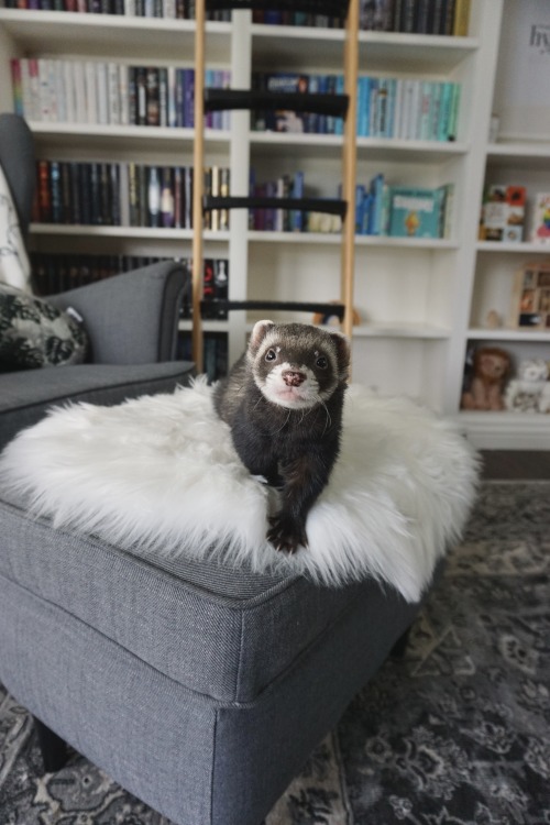 the-book-ferret: Happy FOURTH Birthday, Wasabi-no-ginger! 