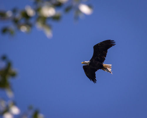 Bald Eagle with fishPresque Isle State Park, Pennsylvania, USA