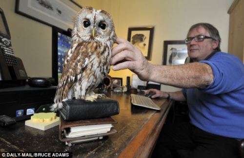 catsbeaversandducks:  Meet Bertie, the owl who is afraid of going outside… and he loves nothing more than helping his owner make a cup of tea! Bertie, the three-year-old tawny owl that is agoraphobic. He shares a farmhouse with his owner Peter Middleton,