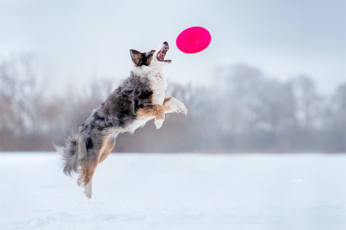 australianshepherd