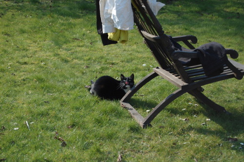 A moon violet and a cat that wants to eat laundry for @anecotoner
