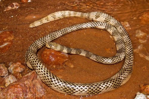 Dubois’ sea snake - Aipysurus duboisiiPhotographer: Chris Cooper