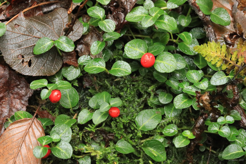 Partridgeberry (Mitchella repens) is a trailing, evergreen vine with a fondness for moist, sandy slo