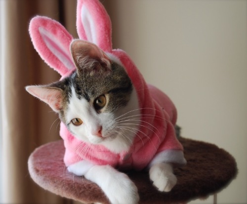 mostlycatsmostly:Scout And Maisie (by candyflossgirl)Happy Easter To Those Who Celebrate!