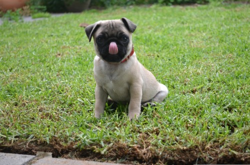 Pug Domination adult photos