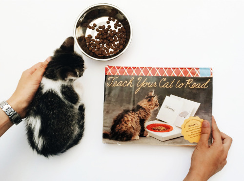 chroniclebooks: Back in 1994, we started a kitten reading revolution. Get a few #TBT tips