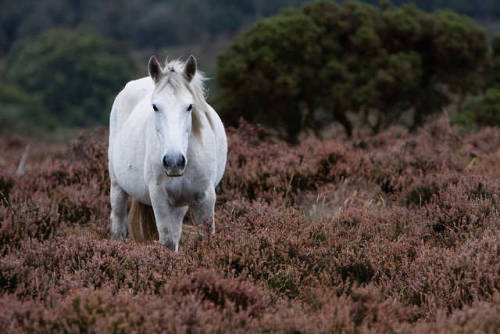 white horse