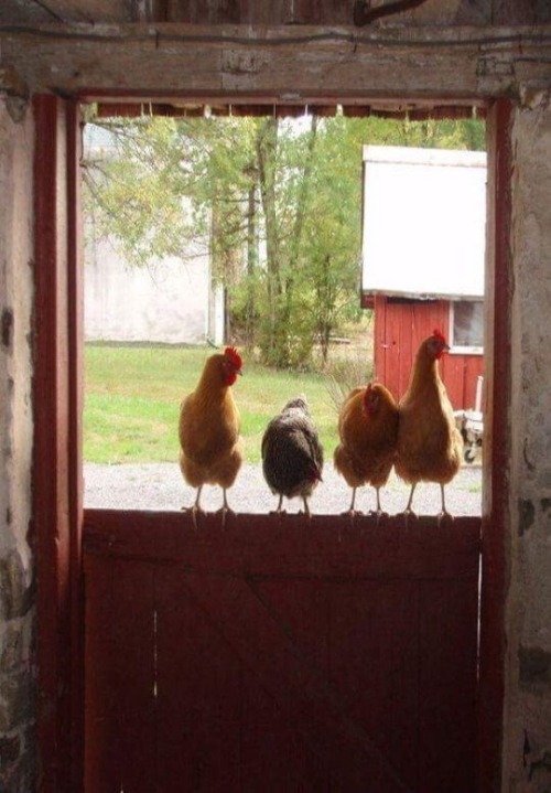 www.flickr.com/gp/happydayfarm