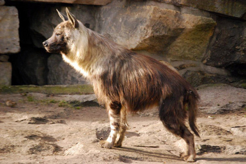 luffik:I just discovered that brown hyenas exist and I am delighted <3Photo credits (in order): C