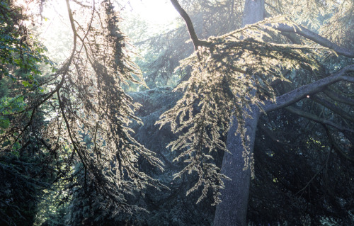 kenmarten:Morning Sun, Cannonhill Park, Birmingham