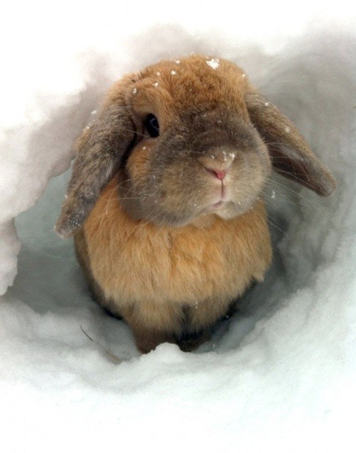 thecutestbunnies:  [x]