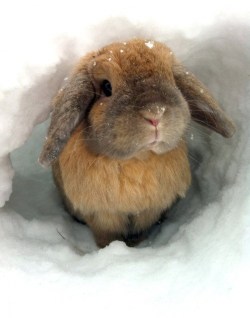 thecutestbunnies:  [x] 