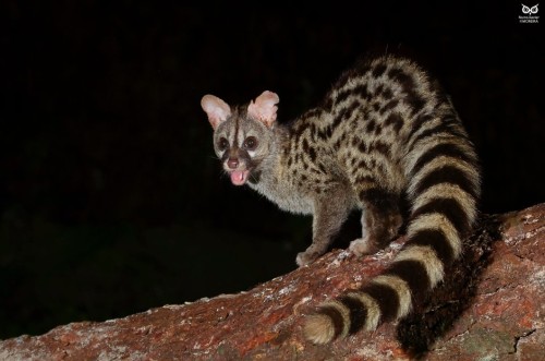 Genet (Genetta genetta)