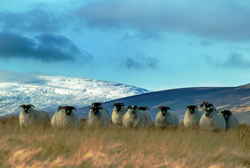 pagewoman:  Cheviot Sheep in Front of the Cheviot, Northumberland, England: Ian Cook  haha sheeeeeep