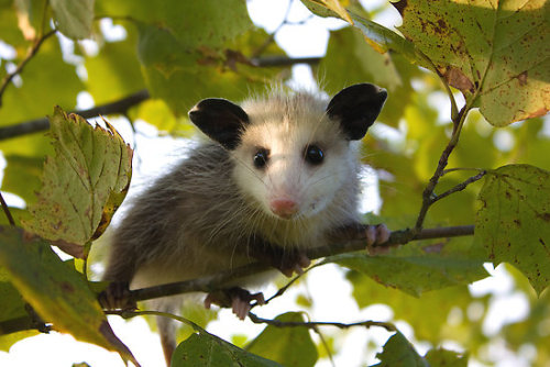 urbanfantasyinspiration: the-bright-path:hvashi: Baby Opossum :V @kansascity-elffriend Oh, hey! Numb