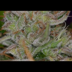 weedporndaily:  You can see the seeds swelling already kinda cool huh? by subcoolseeds