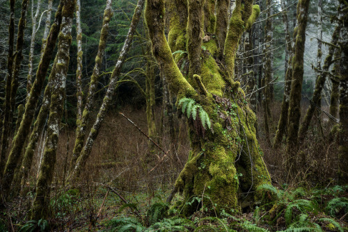 portrait of a mossy giant by jody9 on Flickr.