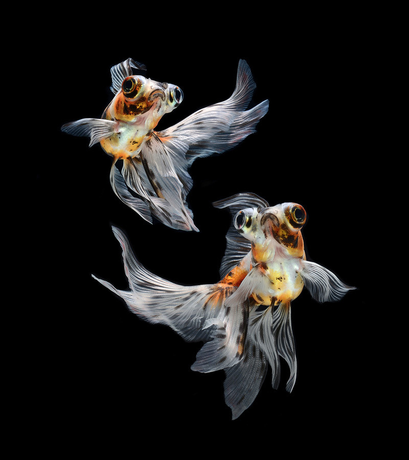 from89:Siamese Fighting Fish by Visarute Angkatavanich
