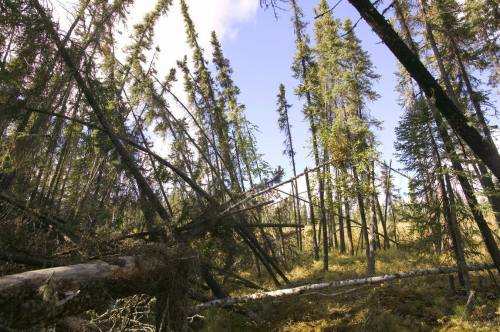 A drunken forestLooking at the pictures of these trees, one can easily see why this phenomenon is ca