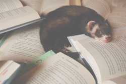 the-book-ferret:  Teeny Tiny Tongue out Tuesday!