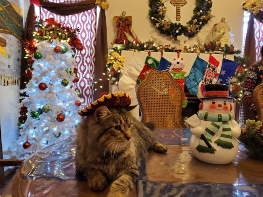 Here are some Christmas photos of my babies!__Ohhh so cute!!! Ive recently adopted a stray cat and I need to get her one of those tiny hatsss, lovely 💕