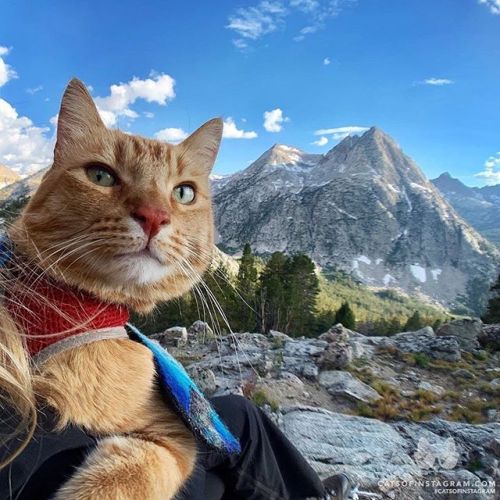catsofinstagram:  From @shamrock.the.brave: “Still not entirely convinced that Shamrock is not a person in a catsuit.” #catsofinstagram [source: https://ift.tt/2Omwy8p ]