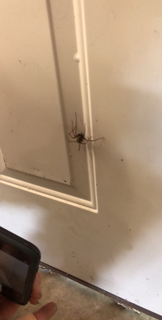 Was loading a moving truck in Forks this morning and ran into this huge spider&hellip;