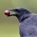 todaysbird:crows holding little objects in their beaks my beloved…