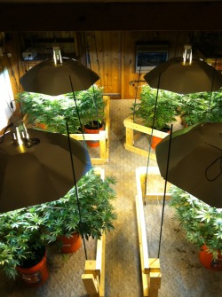 errlgrl:  iamsteeeve23:  A full-scale medicinal grow in Michigan I was fortunate enough to visit.  nice clean setup 