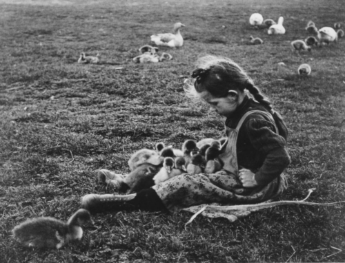 funnybunnysgirl:André Kertész, Small Geese, Hungary, 1918.
