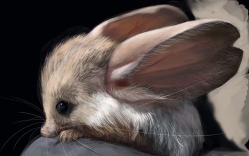 animal-factbook:The long-eared jerboa has ears 2/3 of the body’s length. It is one of the largest ea