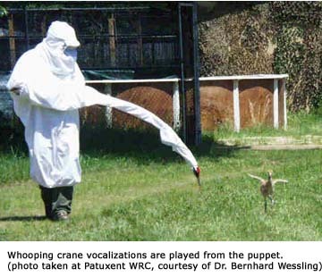 pom-seedss:  awkward-teabag:  pom-seedss:  nightjarring: I REALLY love the puppets
