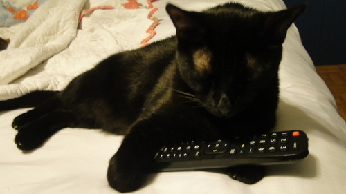 kindnessiseternal:Purrsia the remote hog. A story in two parts. @mostlycatsmostly