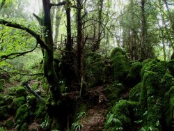 unexplained-events:  Puzzlewood An ancient woodland, located in The Forest of Dean, Gloucestershire, England.  In 1848 a group of workmen were moving a block of stone in the woods and found a small cavity in the rocks. Within that cavity they found
