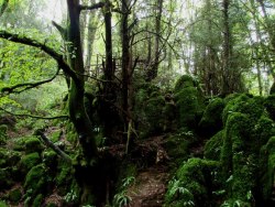 unexplained-events:  Puzzlewood An ancient