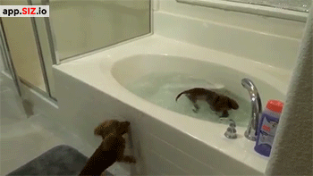 thefrogman:  [Video]