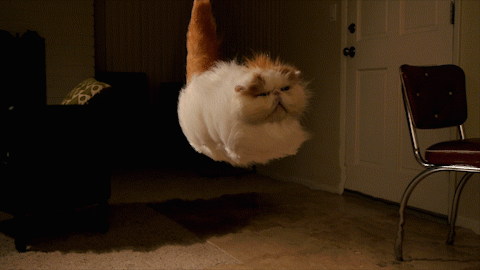 Poder Gatuno.