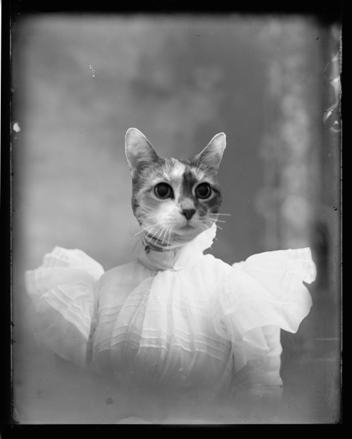 The Debutante! Order your own at AlternatePetstories.com