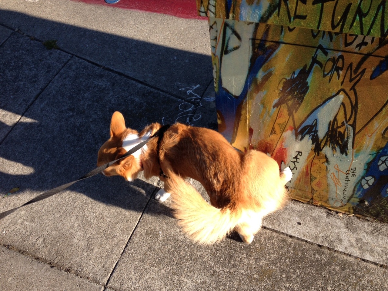 chubbythecorgi:  I know I know, where would community art BE without my contributions?