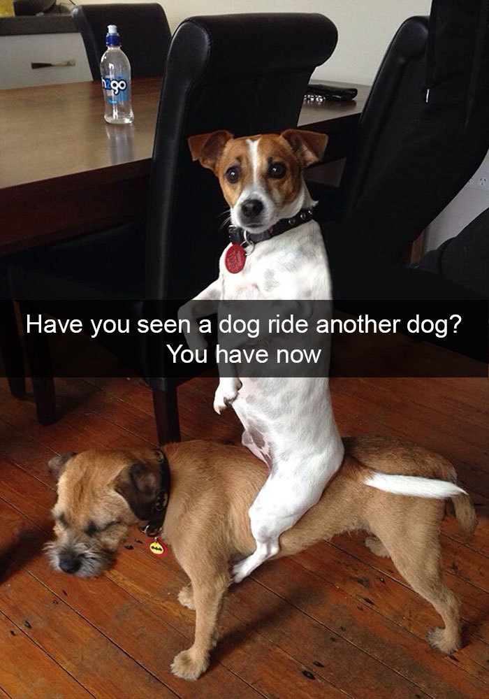 animalsnaps:Animal snaps